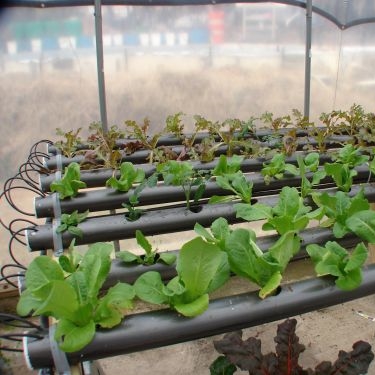 Hydroponic lettuce Plans and DVD